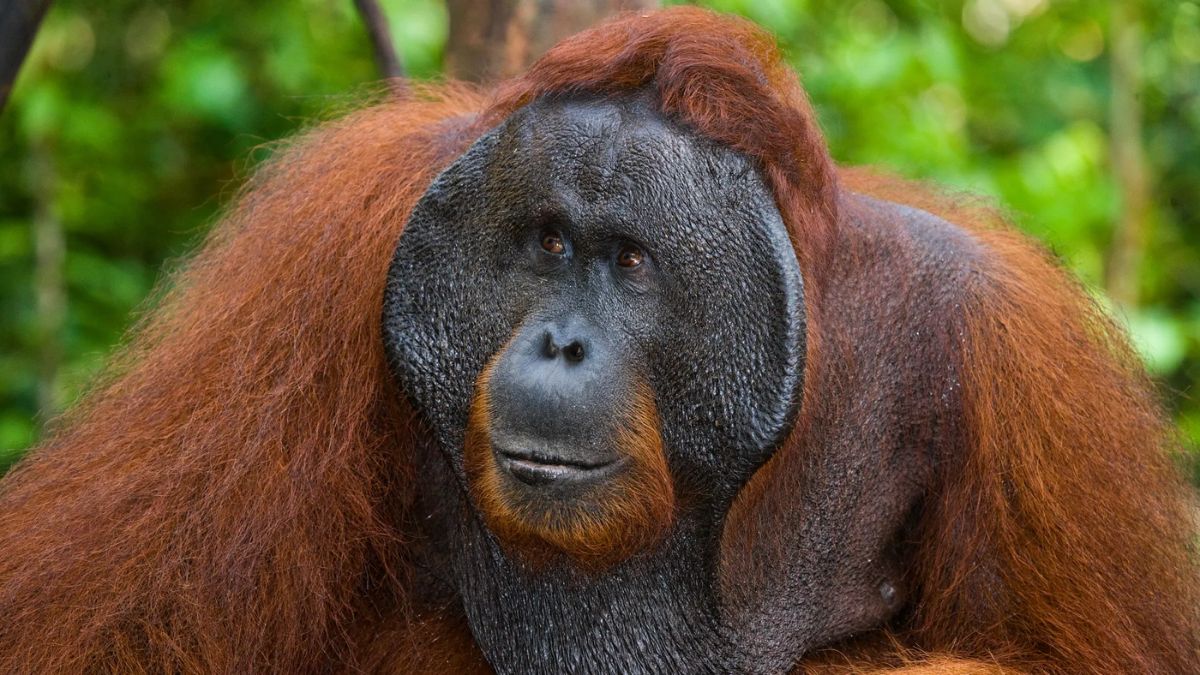 Orangutan Breakthrough
