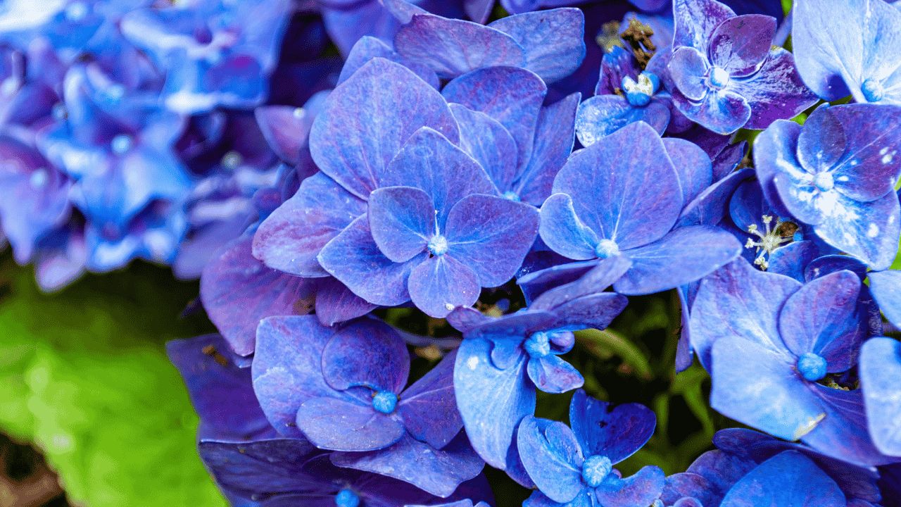 Say goodbye to hydrangeas