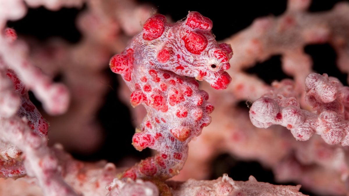 Seahorse Evolution
